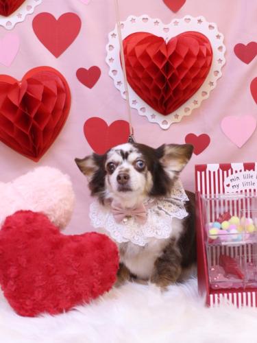 20240203チョコちゃん 